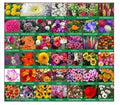16 Variety Flower Seeds Combo Pack with Instruction Manual – Grow Beautiful Flowers at Home