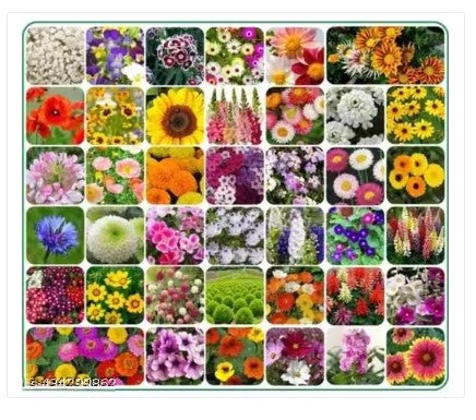 16 Variety Flower Seeds Combo Pack with Instruction Manual – Grow Beautiful Flowers at Home
